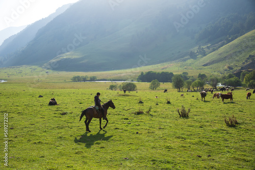 The shepherd on a horse drives a herd of cows to pasture. A man on horseback grazes livestock. photo
