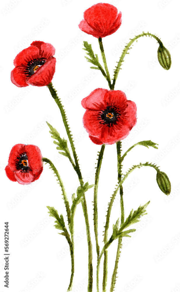 Watercolor painting of poppies, transparent decorative element