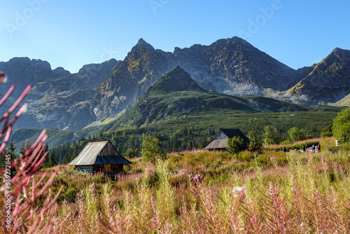 Fototapeta Naklejka Na Ścianę i Meble -  Panorama górska, Hala Gąsienicowa   Tatry Zakopane
wierzbówka kiprzyca,
