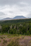 Vulkan in Wolken mit Bäumen im Tongariro Nationalpark in Neuseeland.