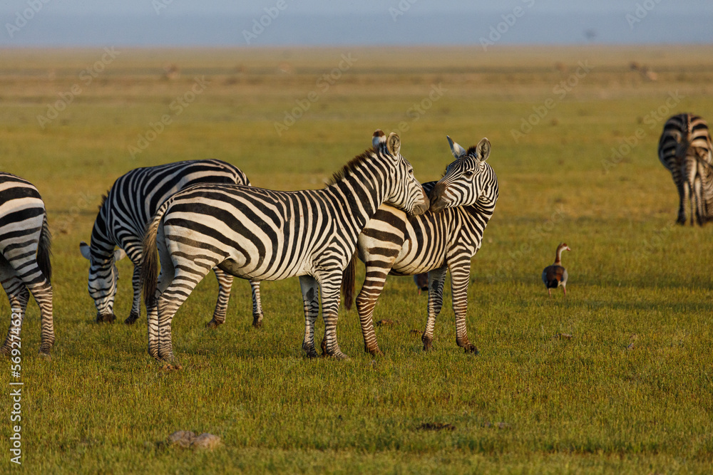 Naklejka premium zebras on the savannah