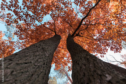 Tree crown view from the bottom of the tree, autumn leaves.