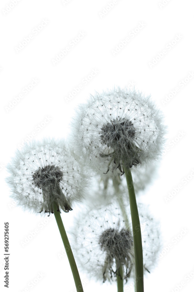 Ulotne dmuchawce na białym tle. Kwiaty dmuchawców i ich korony black and white - obrazy, fototapety, plakaty 