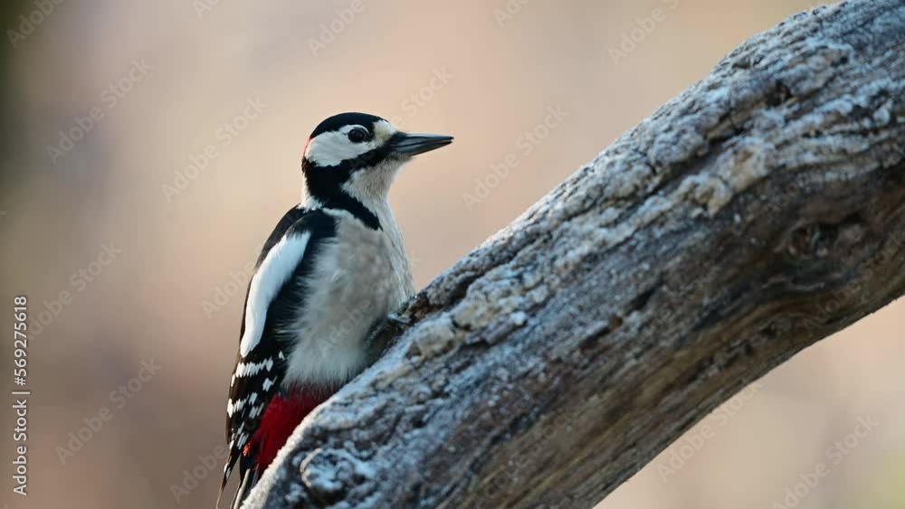 Great spotted woodpecker male sitting on a dead branch in frost and pecking on a hazelnut at a woodpecker forge, winter, north rhine westphalia, (dendrocopos major), germany Great spotted woodpecker male sitting on a dead branch in frost and pecking on a hazelnut at a woodpecker forge, winter, north rhine westphalia, (dendrocopos major), germany
