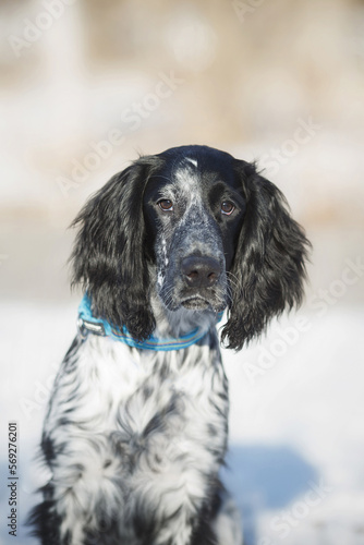 dog puppy Russian hunting spaniel in winter