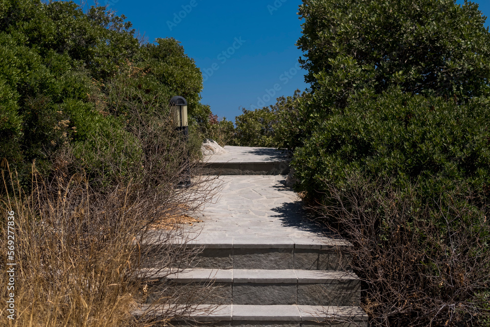 path and stairs between plants path and stairs between plants