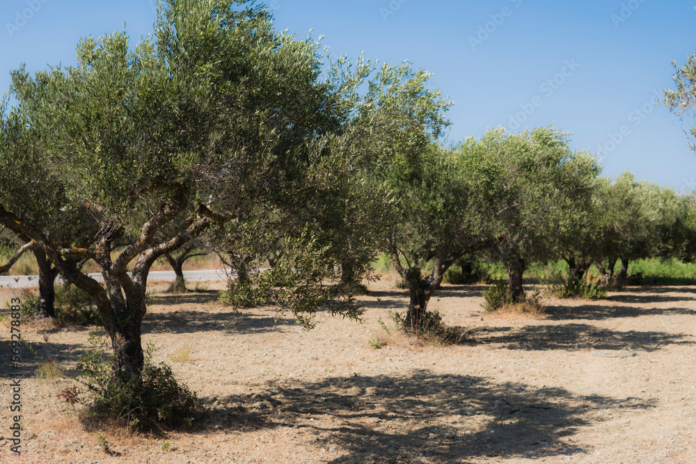plantation of olive trees during summer season at  island at the Mediterranean Sea