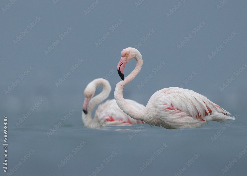 Greater Flamingos in the early morning hours at Asker coast, Bahrain