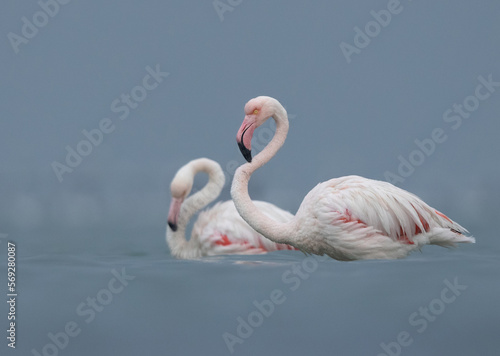 Greater Flamingos in the early morning hours at Asker coast, Bahrain