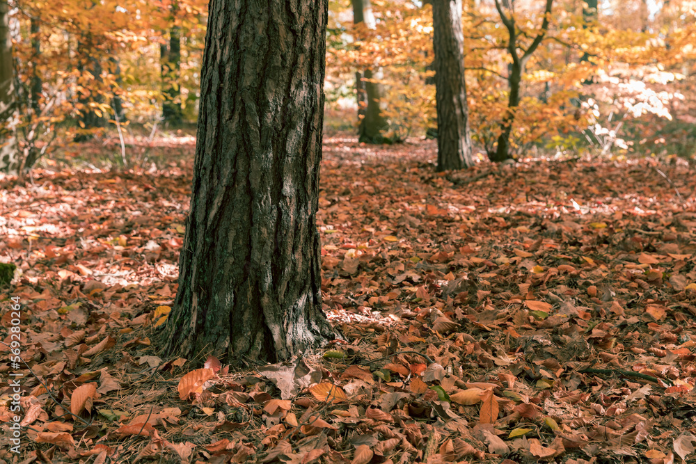 Autumn in the forest, thick tree trunk and leaves on the ground. Autumn in the forest, thick tree trunk and leaves on the ground.