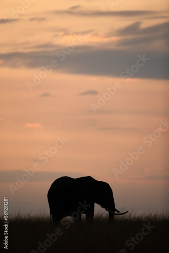 Silhouette of African elephant during sunset  Masai Mara  Kenya