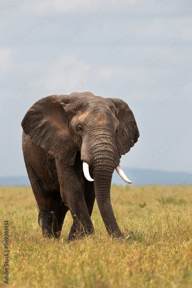 Fototapeta premium Majestic African elephant feeding in Savannah, Masai Mara