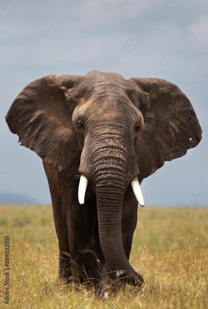 Naklejka premium A portrait of a majestic African elephant in Savannah grassland, Masai Mara, Kenya