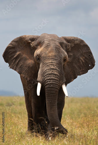 A portrait of a majestic African elephant in Savannah grassland, Masai Mara, Kenya