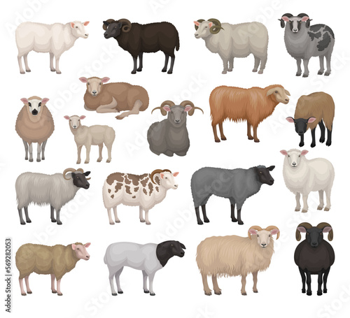 Sheep and rams of different breeds collection. Farm animals with woolly coat and curved horns. Livestock farming cartoon vector illustration
