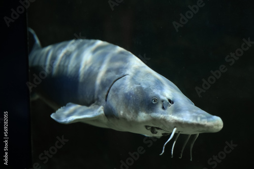 Sturgeon fish  kaluga  beluga   swim at the bottom of the aquarium. Fish underwater.