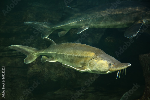 Sturgeon fish (kaluga, beluga) swim at the bottom of the aquarium. Fish underwater.