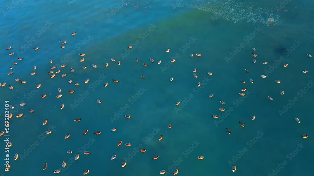 Geese happily swimming together in water so cold that it would freeze solid if not for the motion of the waters.
Geese happily swimming together in water so cold that it would freeze solid if not for the motion of the waters.