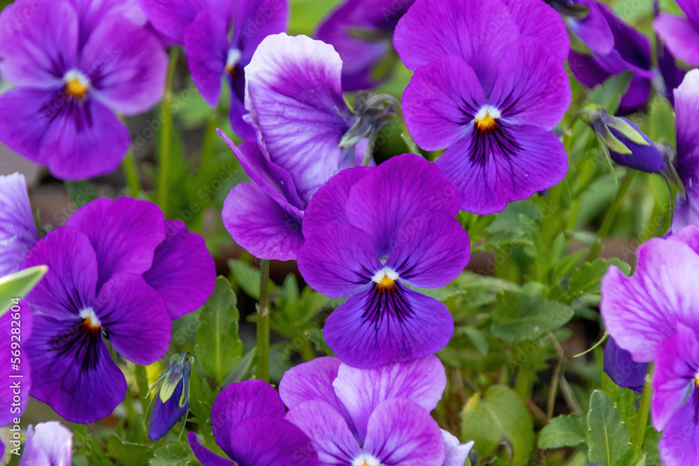 purple flowers in the garden purple flowers in the garden