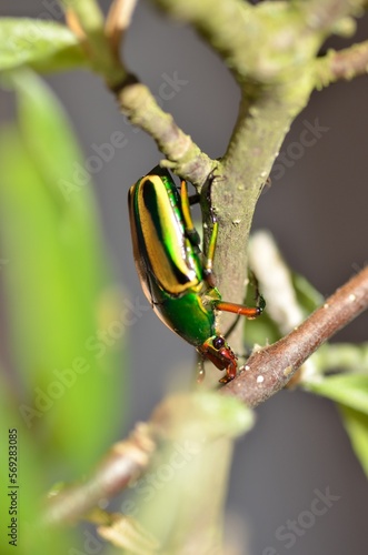 männlicher Rosenkäfer  photo