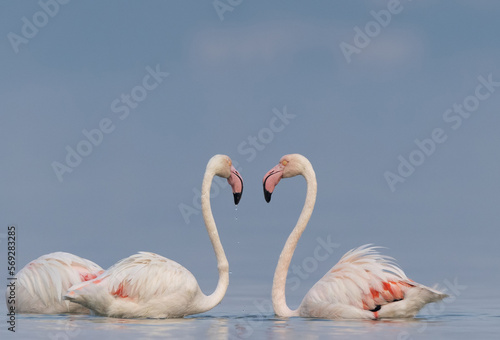  Greater Flamingos in cloudy weather in the morning at Asker coast of Bahrain