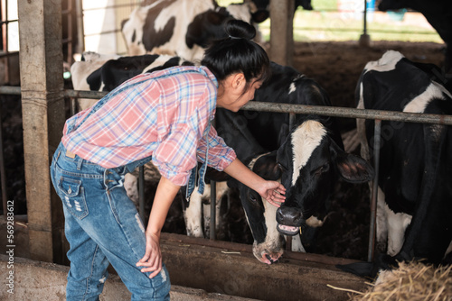 Asian young woman farmer in dairy farm working in cowshed, New generation agricultural farmer working in smart farm, Livestock and farm industry lifestyle.