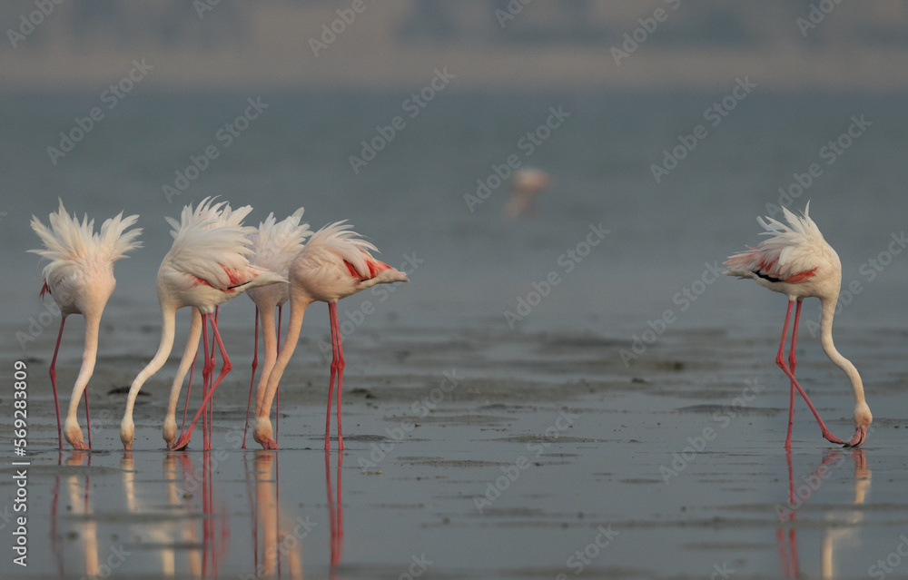 Greater Flamingos feeding at Eker creek in the morning, Bahrain Greater Flamingos feeding at Eker creek in the morning, Bahrain
