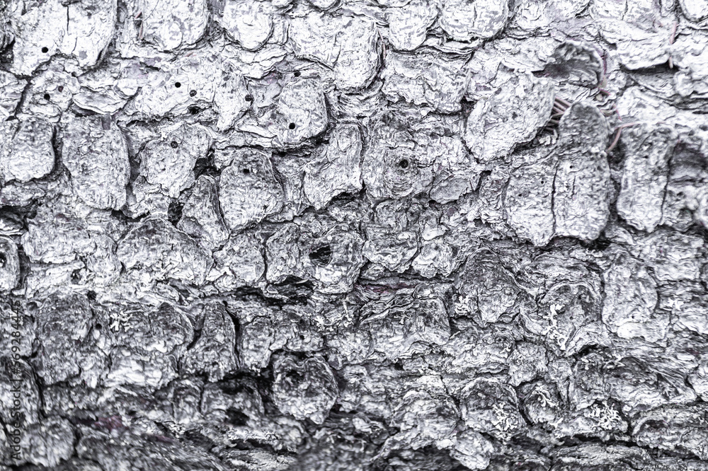 bark of a tree bark of a tree