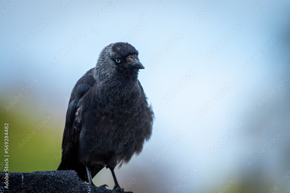 Obraz premium Bird against sky