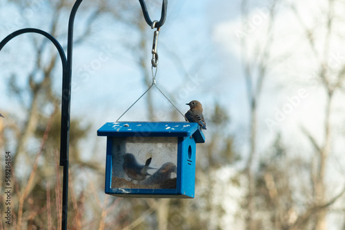 This cute little bluebird is sitting on the top of this bluebird feeder patiently waiting his turn to get some worms. There are two in the house eating. The little birds are so cute with their colors.