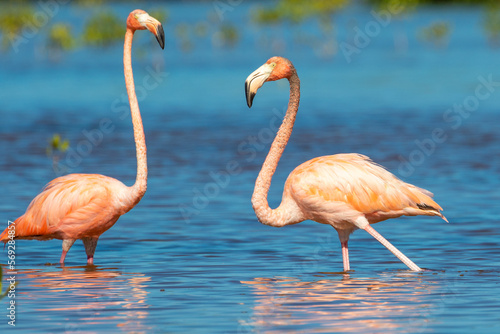 flamingos in the water