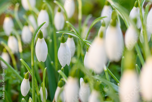 spring snowdrop flowers
