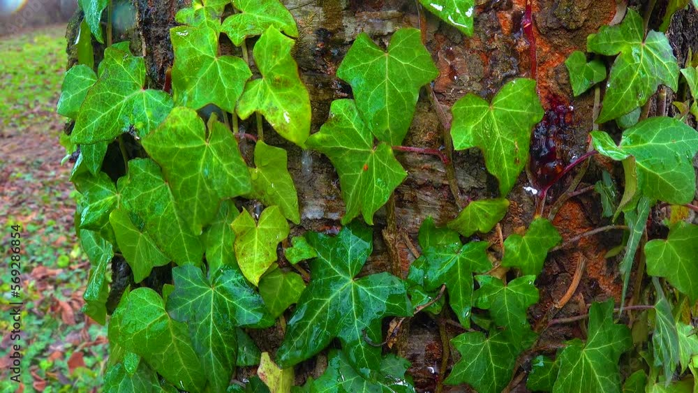 Curly green ivy on a cherry tree trunk with lichens, slider shot Curly green ivy on a cherry tree trunk with lichens, slider shot