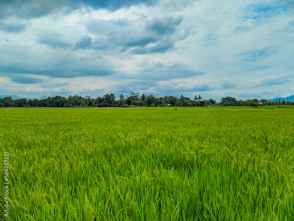 Panoramic view of green rice fields and beautiful blue sky in Indonesia.
