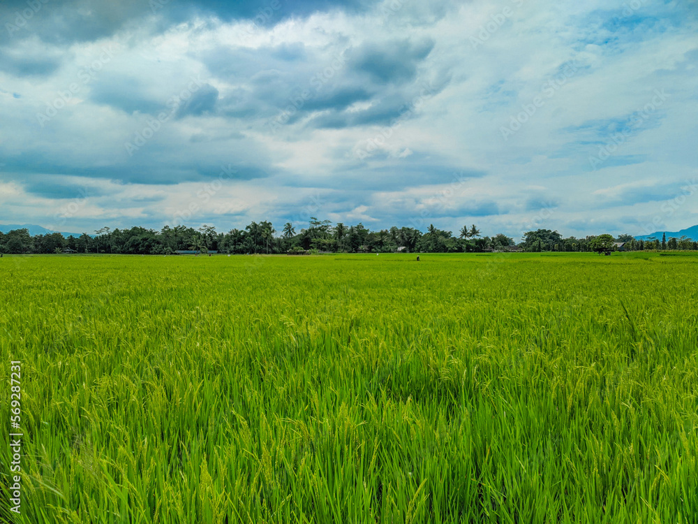 Panoramic view of green rice fields and beautiful blue sky in Indonesia. Panoramic view of green rice fields and beautiful blue sky in Indonesia.