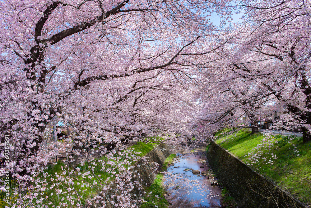 小川沿いの桜 小川沿いの桜