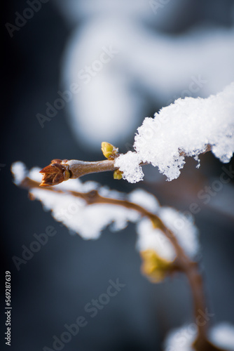 The spring comes