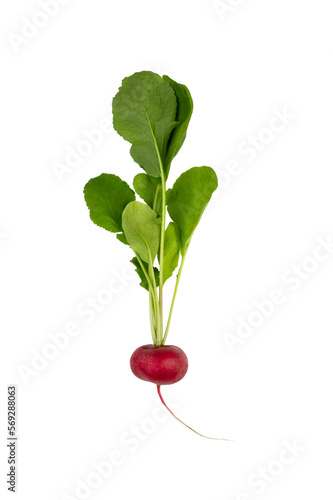 red ripe radish with green leaves isolated on a white background with clipping path