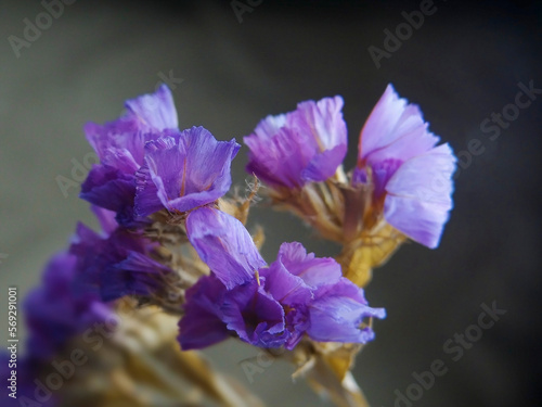 close up of a purple flowers bokeh effect