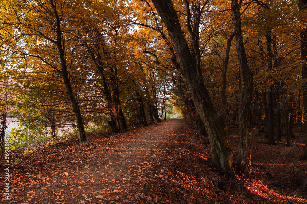 Fototapeta premium In the middle of the park in the fall season, yellow leaves. A good place to walk.