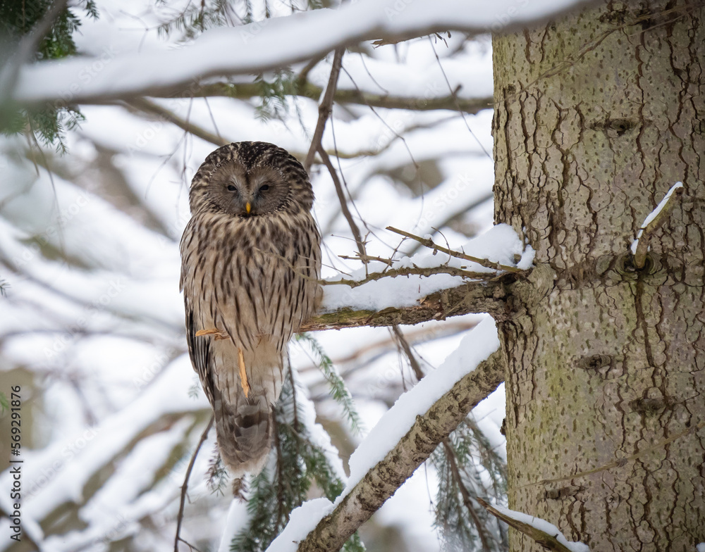 owl on a branch owl on a branch