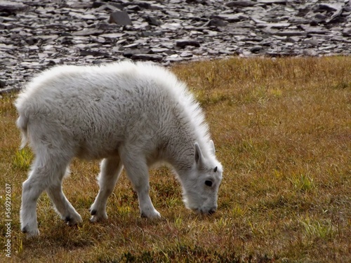 Sheep in a meadow at Glacier National Park