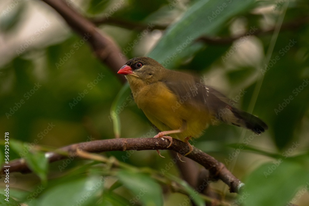 The red avadavat (Amandava amandava), red munia or strawberry finch