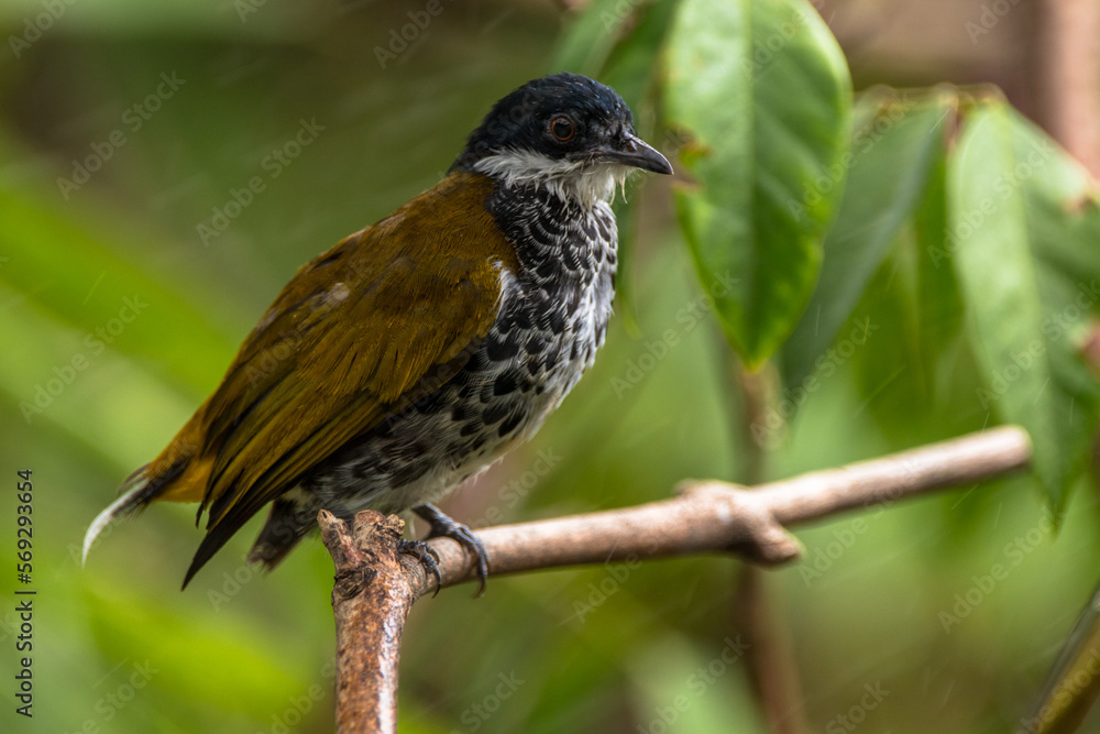 The scaly-breasted bulbul (Ixodia squamata) The scaly-breasted bulbul (Ixodia squamata)