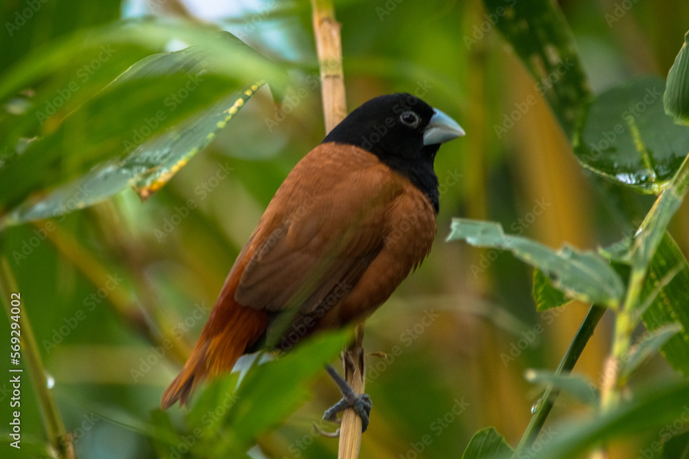The chestnut munia or black-headed munia (Lonchura atricapilla) The chestnut munia or black-headed munia (Lonchura atricapilla)