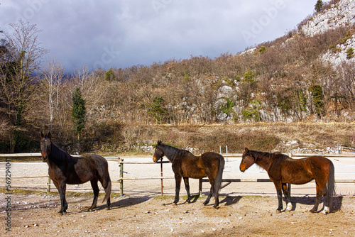 Small herd of three inseparable elderly horses.