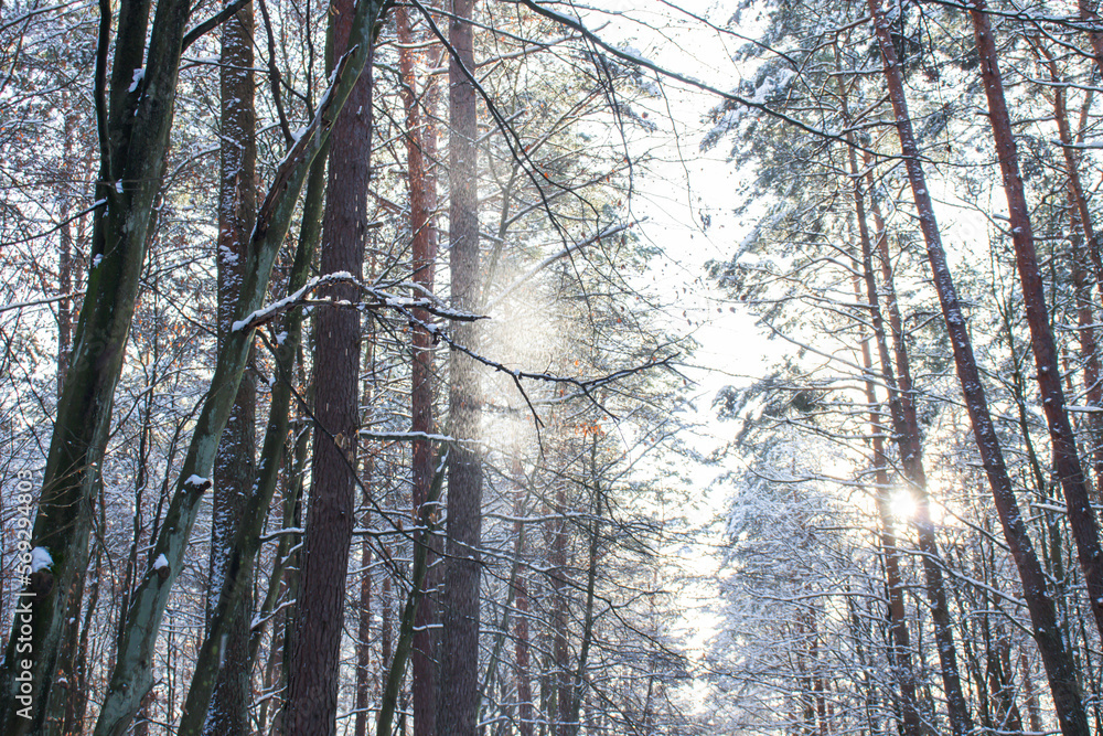 Obraz premium Frosty day in the winter forest. There is snow and sun all around