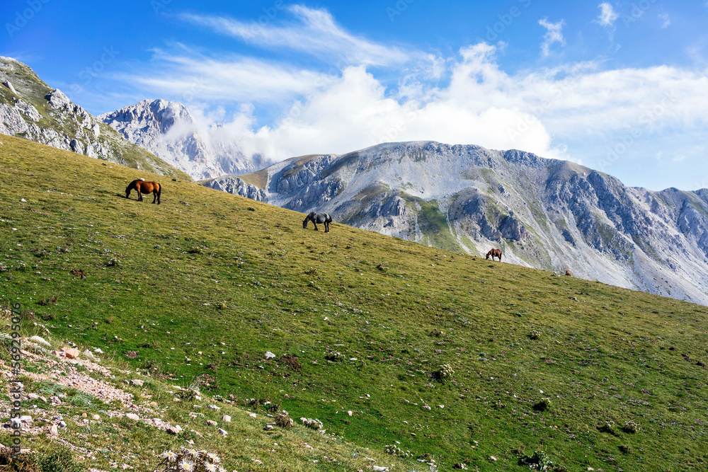 Gran Sasso National Park stunning view with wild horses. Highest mountain of Apennine Mountains with grassy landscape, Gran Sasso National Park, Abruzzo, Italy. Gran Sasso National Park stunning view with wild horses. Highest mountain of Apennine Mountains with grassy landscape, Gran Sasso National Park, Abruzzo, Italy.