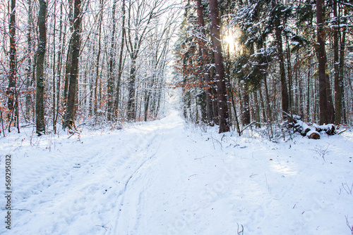  Frosty day in the winter forest. There is snow and sun all around