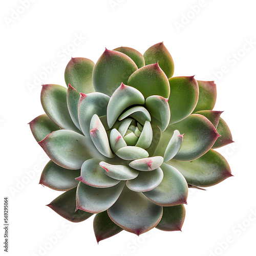 Light green succulent plant with pink tips isolated transparent for graphic use